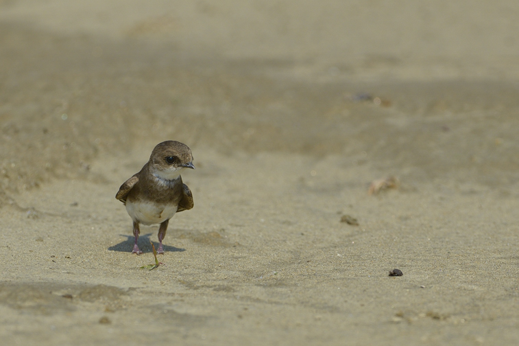 Topino ( Riparia riparia )